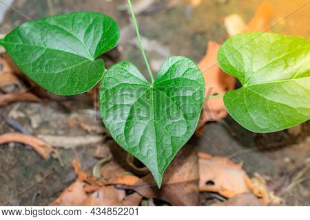 Close-up Of Green Leaves Full Of Medicinal Properties Of Giloy Growing On The Vine Of Giloy. Most Me