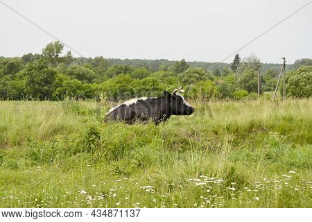 Beautiful Big Milk Cow Grazes On Green Meadow