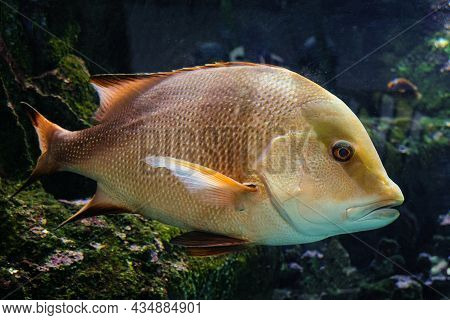 Snapper Fish Swims On The Bottom On Aquarium