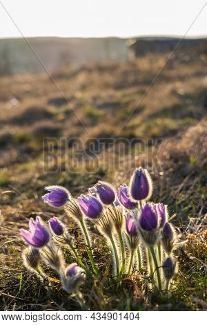 Pasque flower, National park Podyji, Southern Moravia, Czech Republic