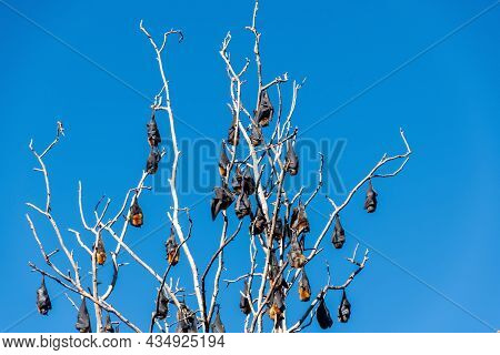 Grey-headed Flying Foxes Hanging In A Tree. Australian Native Animal Mega Bat