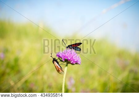 Scarlet Tiger Moth On Clover Flower Close Up. Nature Background