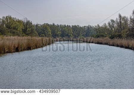 Stream Between Vegetation And Brown Wild Grass In The Oostvaardersplassen Nature Reserve, Green Tree
