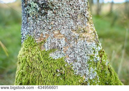 Mossy Timberland. Tree Trunks Mossy. Tree Trunk Green Moss. Mossy Tree Trunk On Ground