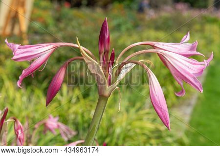 Crinum Moorei Flowers In Bloom In The Garden
