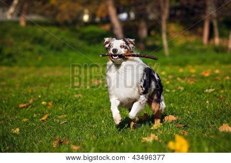 Merle joven pastor australiano en otoño