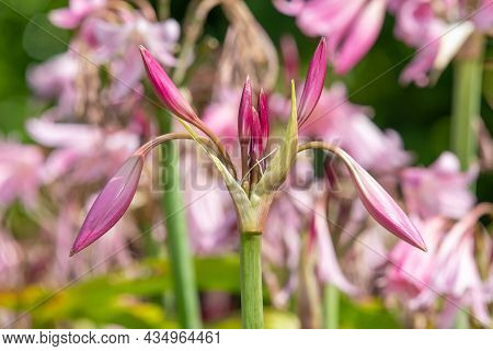 Crinum Moorei Flowers