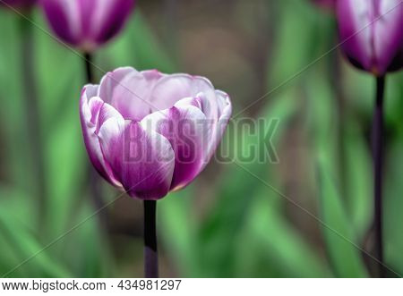 Tulips Of The Kropyvnytskyi Arboretum, Ukraine