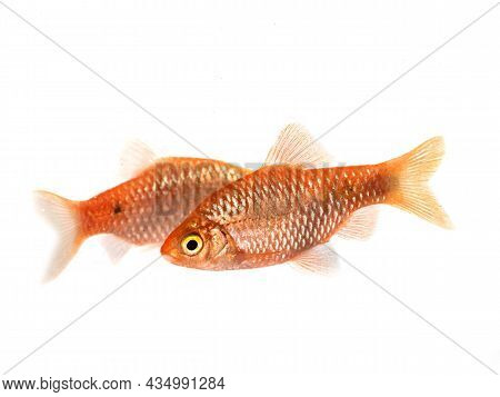 Rosy Barb In Front Of White Background