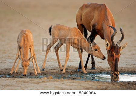 สีแดง Hartebeest