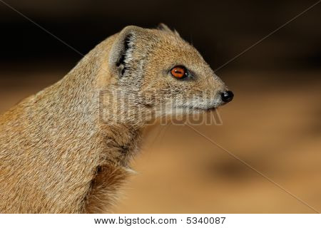 Gul Mongoose