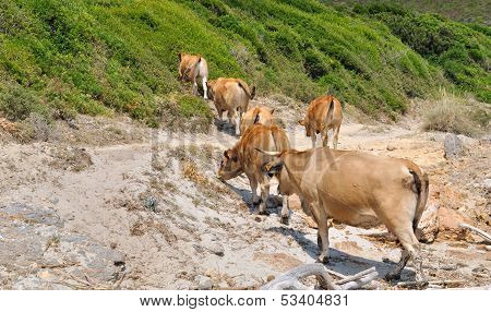 Herd Of Cows