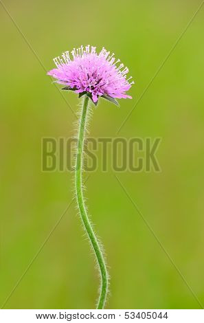Succisa Pratensis Flower
