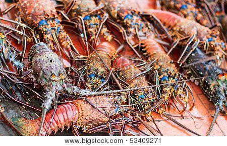 Many lobsters for sale at seafood market