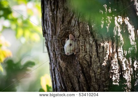White Squirrel Peeking Out Of Hole