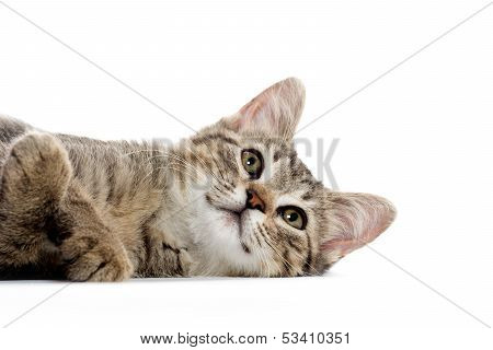 Cute Tabby Kitten On White