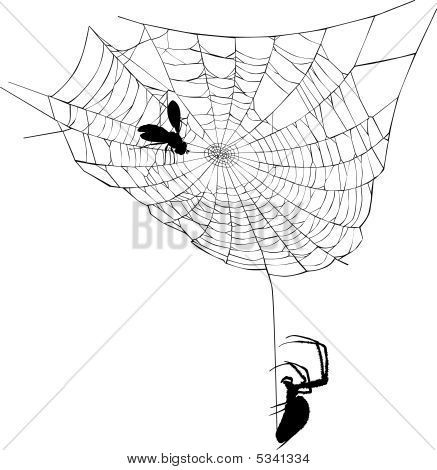 Spider Web illustrazione