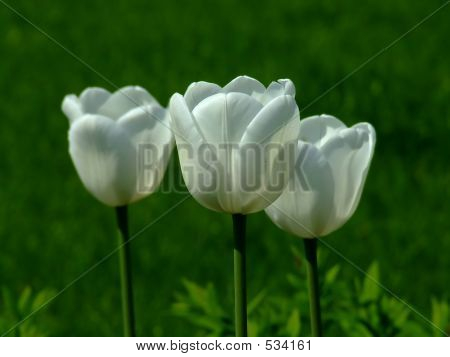 Tre hvide tulipaner