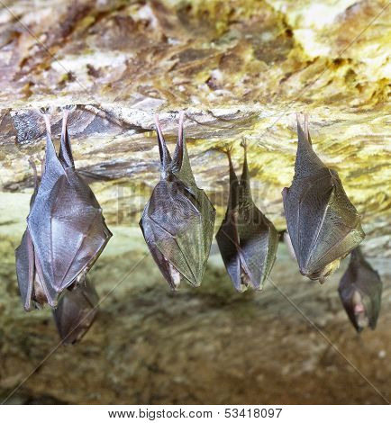 Bats