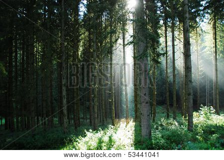 Light and airy coniferous forest
