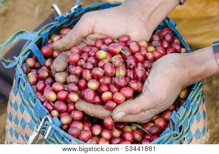 coffee berries on agriculturist hand.