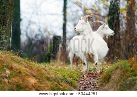 Two goats in Autumn forest