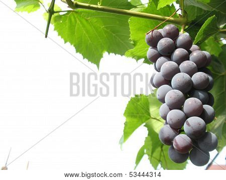 Grapes