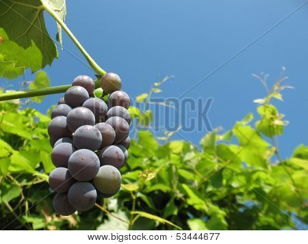 Grape Branch