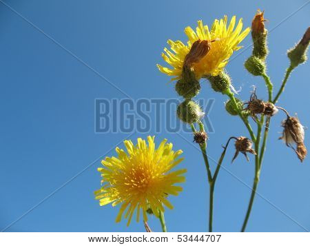 Dandelion