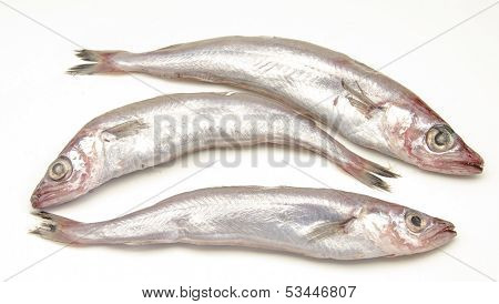 Fresh whiting
