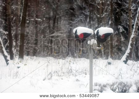 Semaphore near the forest in snowstorm in winter