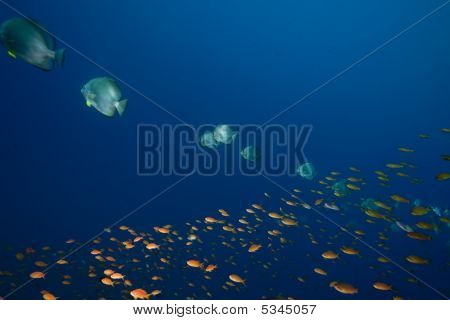 Mare, sole e Orbicular Spadefish