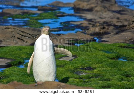 Gul-eyed Penguin siger Hej
