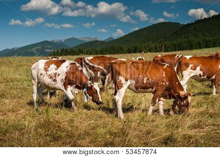Cows On Pasture