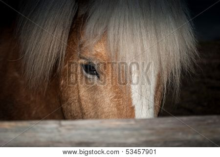 head of a horse