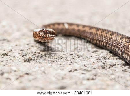 Vipera Berus