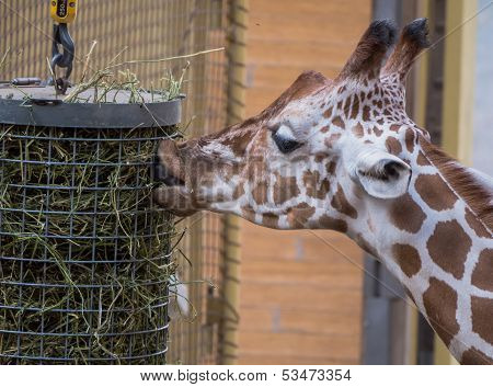 Giraffe Eating