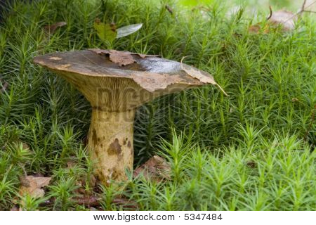 Lactarius Deliciosus