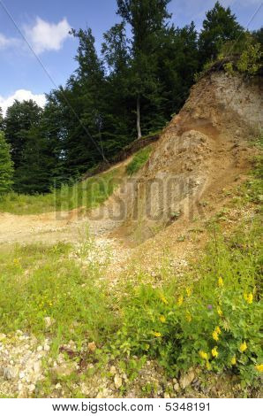 Kiefernwald