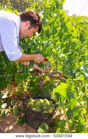 chardonnay harvesting with harvester farmer winemaker in Mediterranean