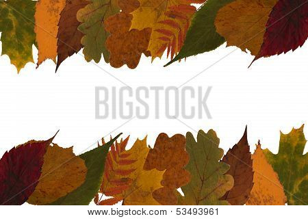 Leaves