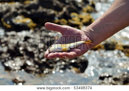 Fresh Fish