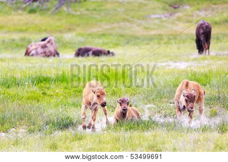 Wild Bison Calves At Yellowstone