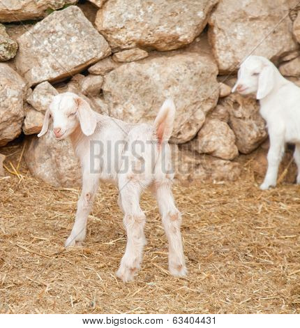 Cute White Goatling