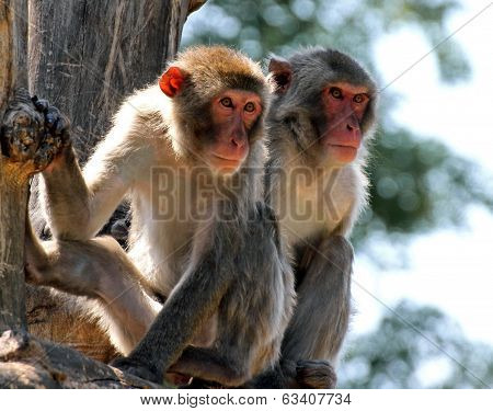 Two Japanese Macaques Clinging