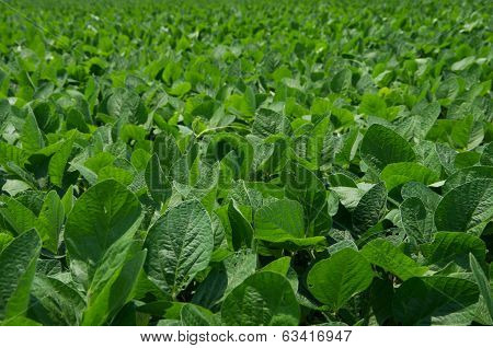 Soybean Field