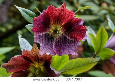 Lenten Rose