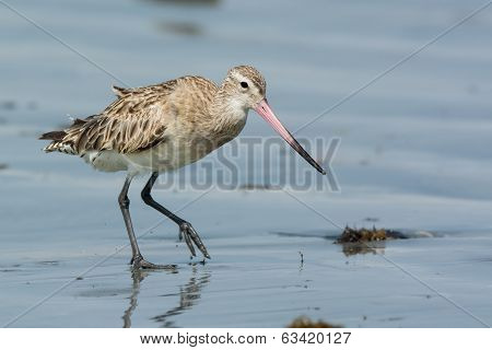 Bar-tailed Godwit Walking Across Wet Sand At Low Tide