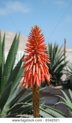 Aloe vera flower blooming