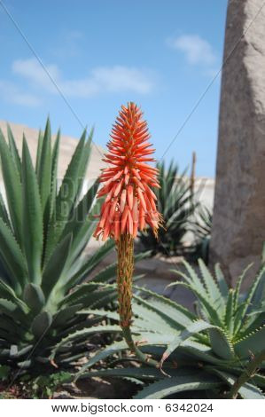 Aloe vera flower blooming in Lima Peru